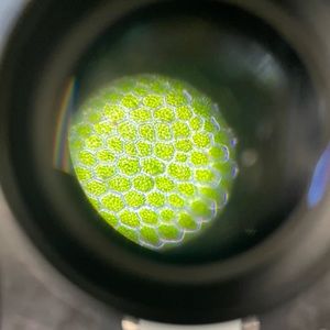 Meet your Posher, Theodor